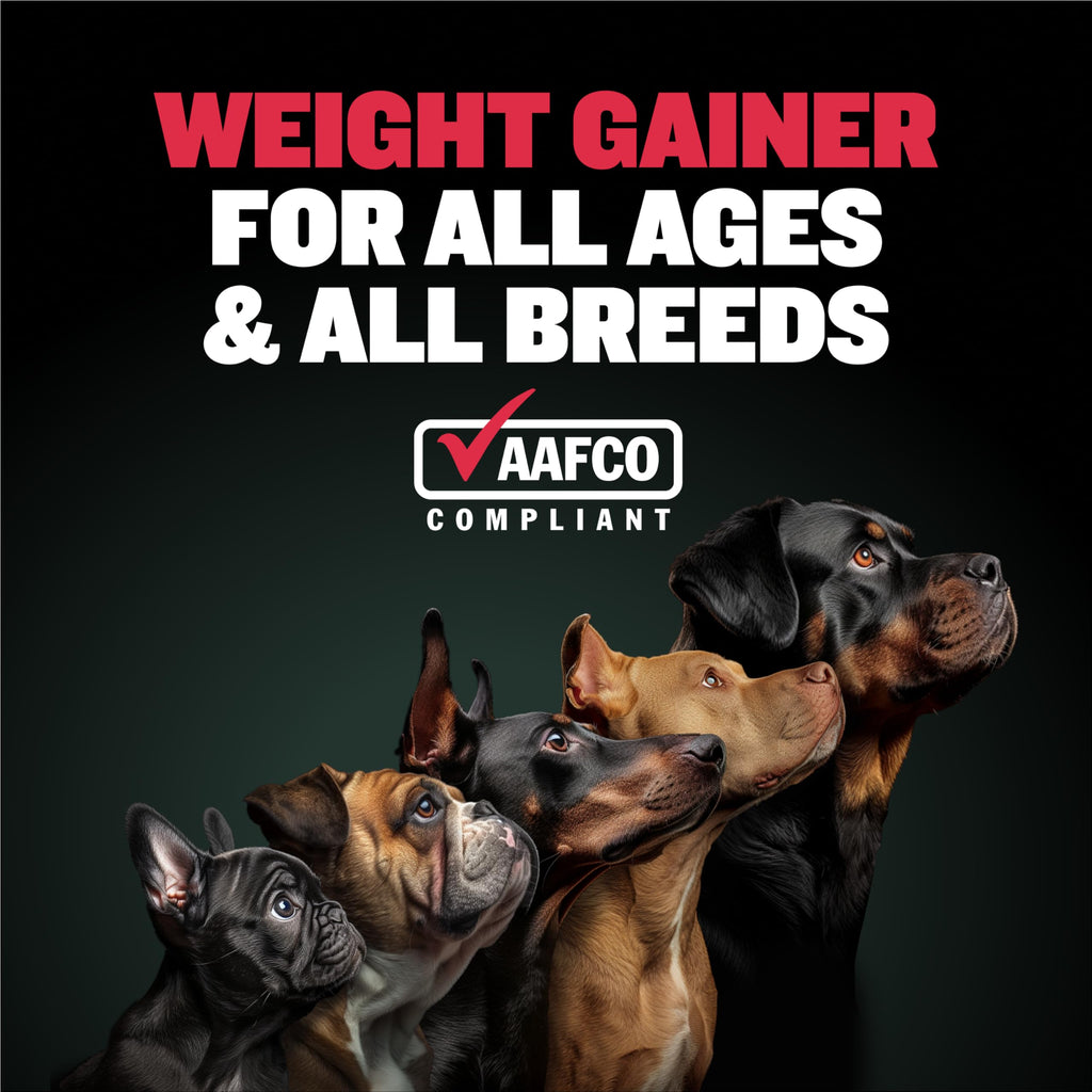Liquid Muscle Builder & Weight Gainer Soft Chews A2704