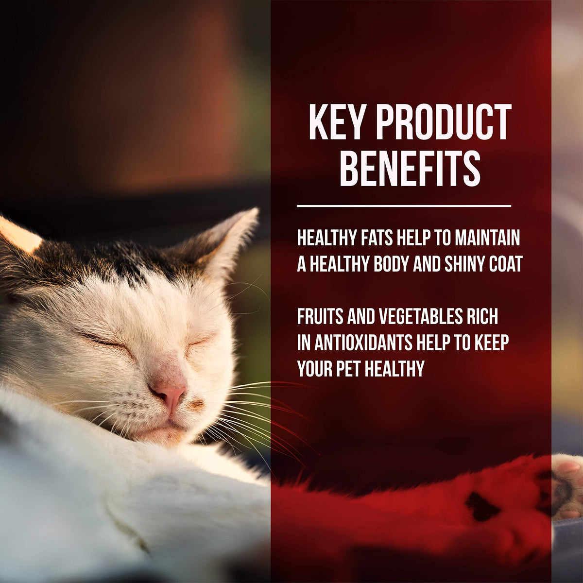Chicken & Turkey Meal Grain-Free Dry Cat Food 4lb S47055